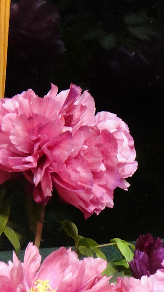 DSC00379.JPG
