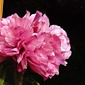DSC00379.JPG