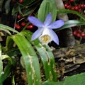 DSC00381.JPG