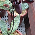 DSC00278.JPG