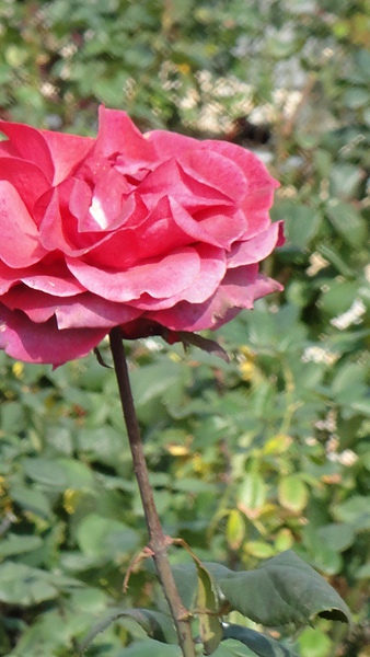 DSC00213.JPG