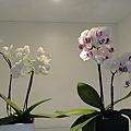 DSC00402.JPG