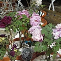 DSC00355.JPG