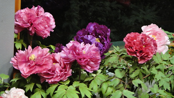 DSC00376.JPG