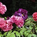 DSC00376.JPG