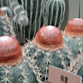 DSC00373.JPG