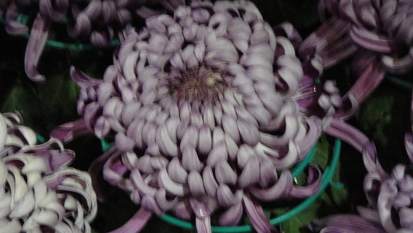 DSC00353.JPG