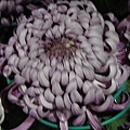 DSC00353.JPG