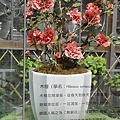 DSC00361.JPG