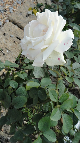 DSC00217.JPG