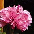 DSC00377.JPG