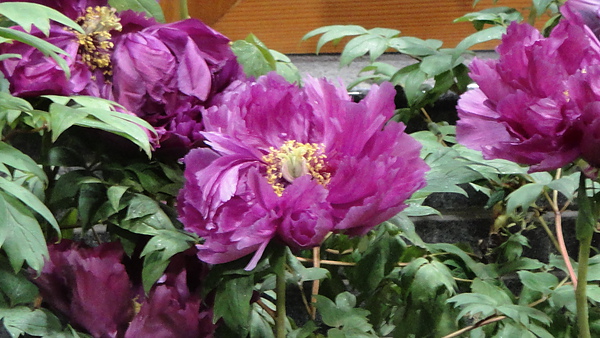 DSC00391.JPG