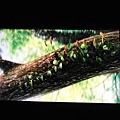 DSC00335.JPG
