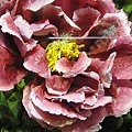 DSC00358.JPG