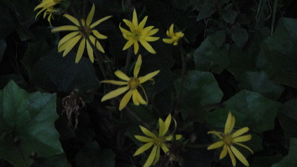 DSC00319.JPG