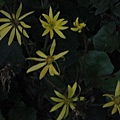 DSC00319.JPG