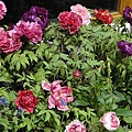 DSC00374.JPG