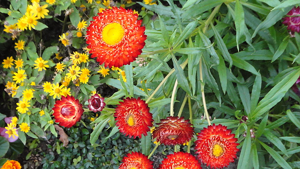 DSC00247.JPG