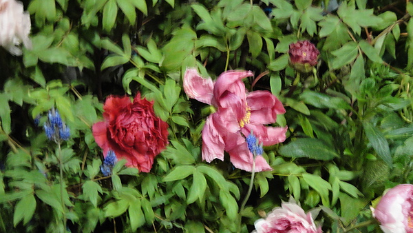 DSC00375.JPG