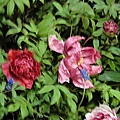 DSC00375.JPG