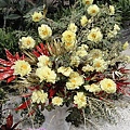 DSC00394.JPG