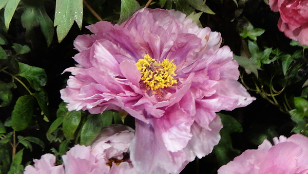 DSC00389.JPG