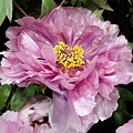 DSC00389.JPG