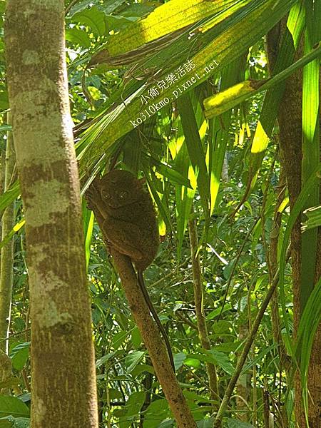 薄荷島BOHOL-迷你眼鏡猴 TARSIUS MONKEY (1)