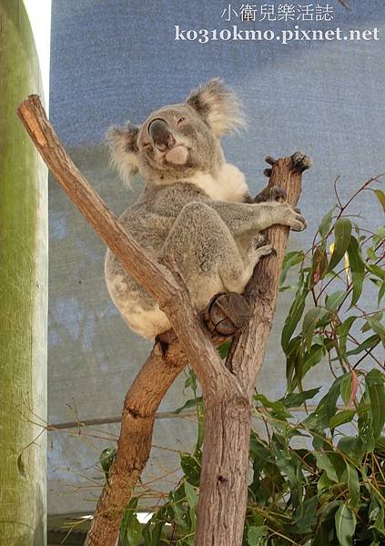 澳洲．無尾熊合照．天堂鄉傳統牧場 Paradise Country