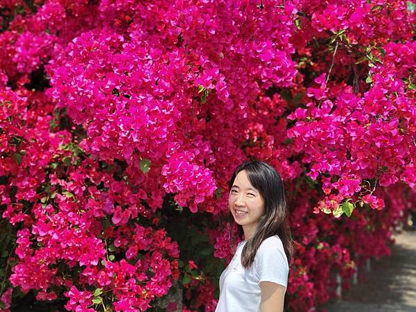 台中東海大學景點．東大公園九重葛花牆