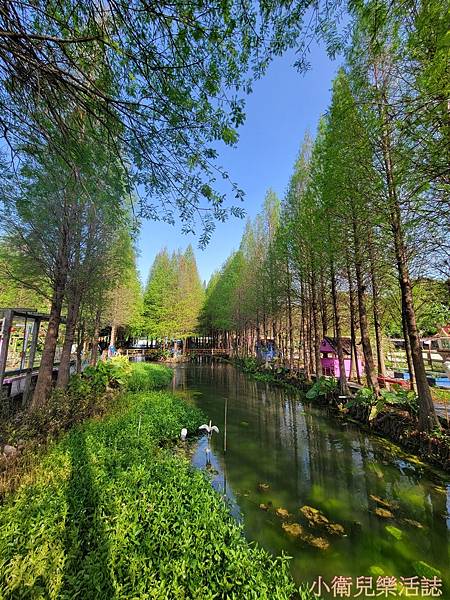 彰化落羽松．水森林農場．彰化景點 