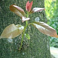 樹上植物