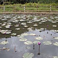 哭泣湖畔蓮花池