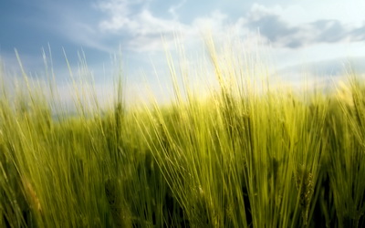 1893_springwheat.jpg 1893_springwheat.jpg