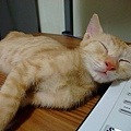 不管麻糬還是小米，都喜歡趴在電腦上睡覺