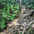 一場雨勢超大的午後雷陣雨 山路變小溪流了 XD