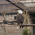 動物園 ZOO~ Eagle