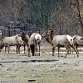 動物園 ZOO~Elk
