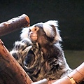 動物園 ZOO~Common Marmoset