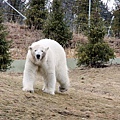 動物園 ZOO~ Polar bear