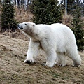 動物園 ZOO~ Polar bear