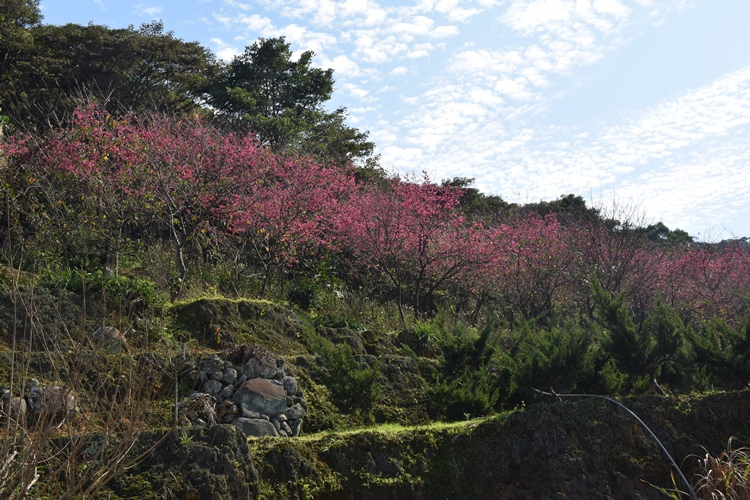 DSC_0093.JPG DSC_0093.JPG