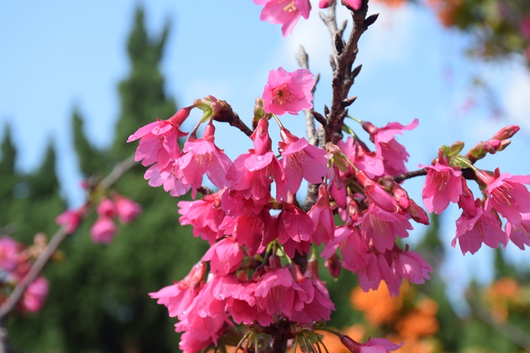DSC_0033.JPG DSC_0033.JPG