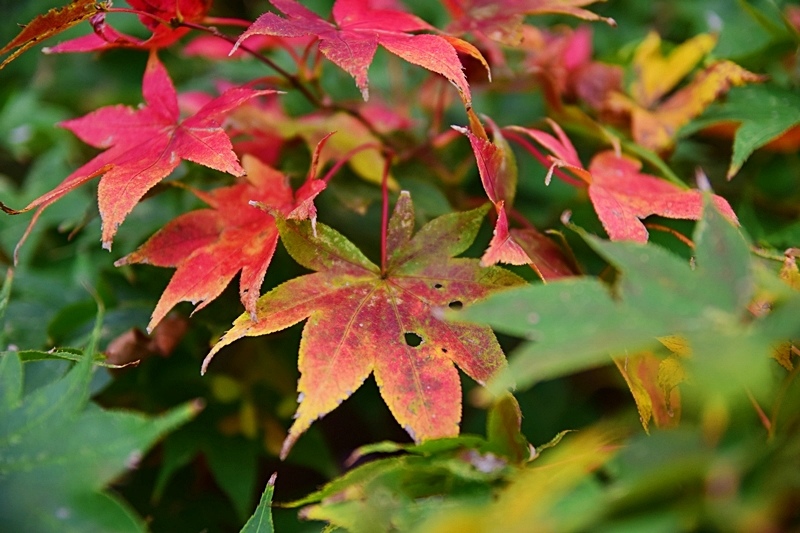 DSC_0290.JPG DSC_0290.JPG