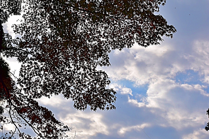 DSC_0471.JPG DSC_0471.JPG