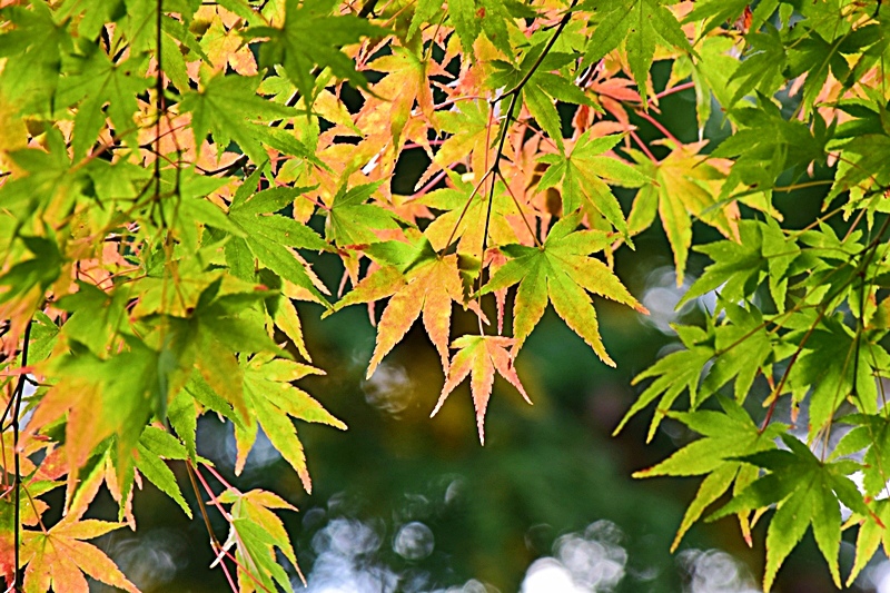 DSC_0480.JPG DSC_0480.JPG