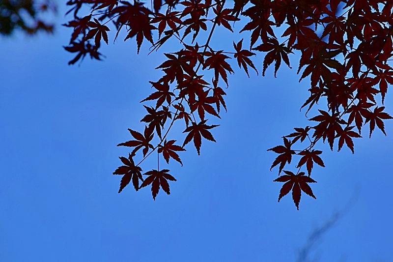 DSC_0524.JPG DSC_0524.JPG