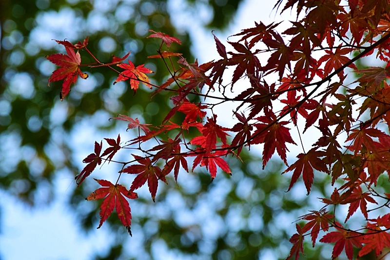DSC_0527.JPG DSC_0527.JPG