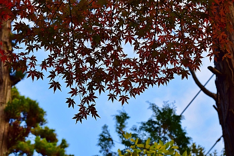 DSC_0528.JPG DSC_0528.JPG