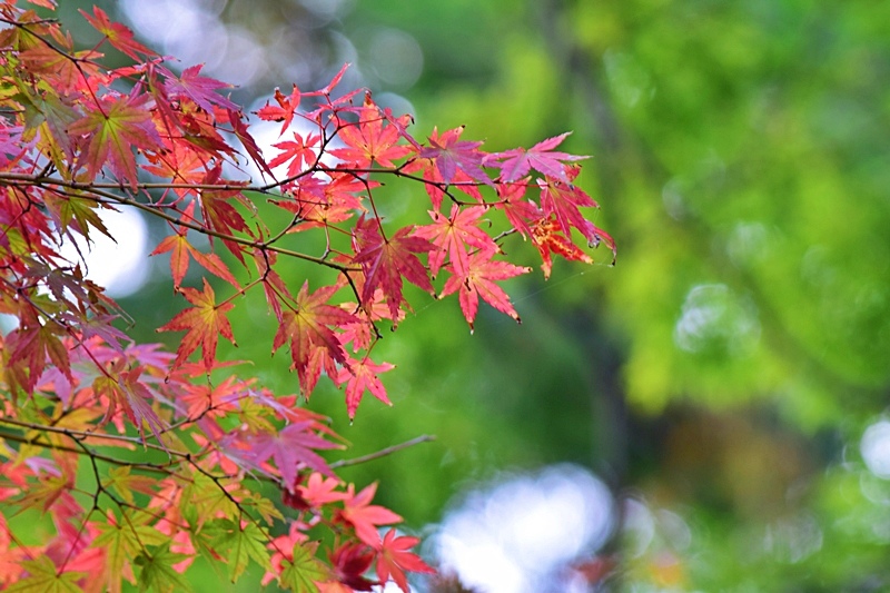 DSC_0529.JPG DSC_0529.JPG